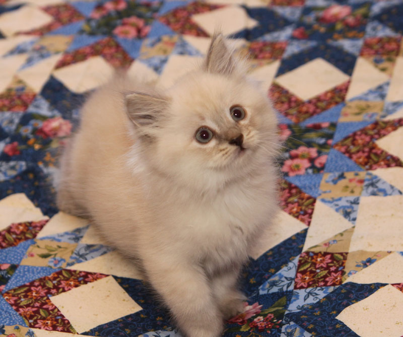 Kitten