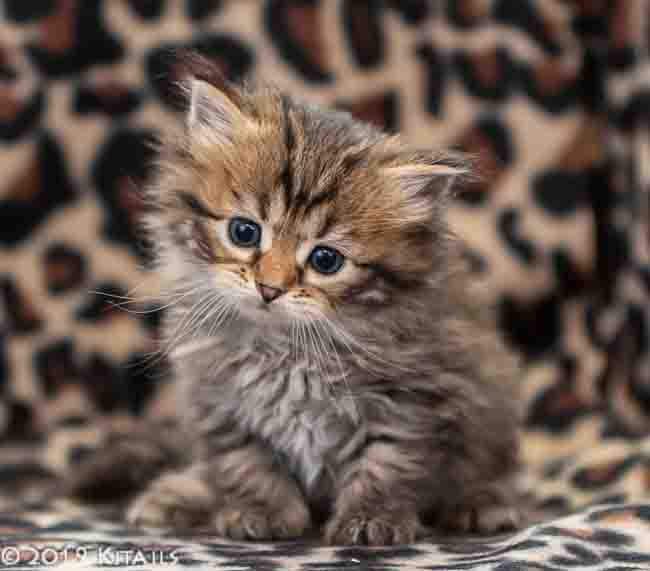 Kitails Siberians Catlyn