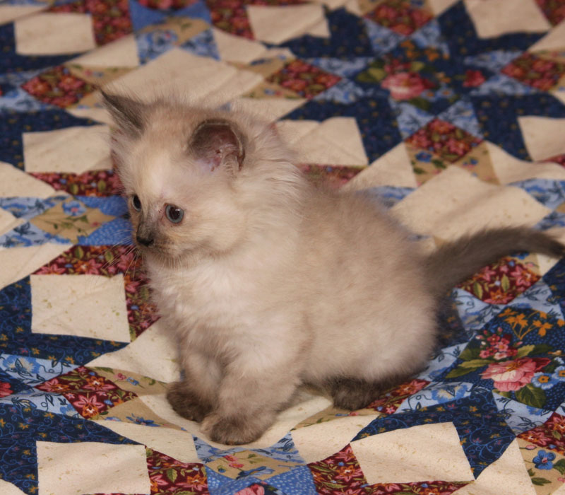 kitten