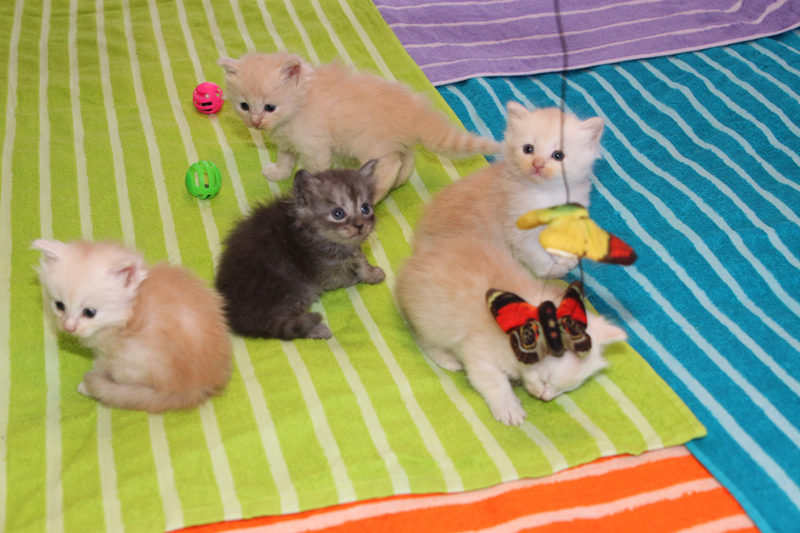 Tanya Summer Kittens