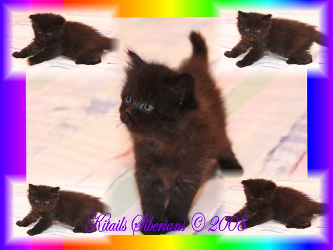 Kitails Siberians Blackie