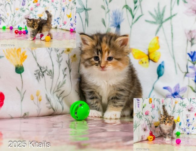 Kitails Siberians Butterfly