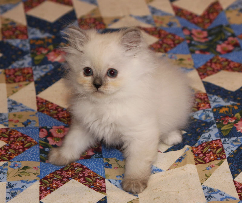 Buton Kitten