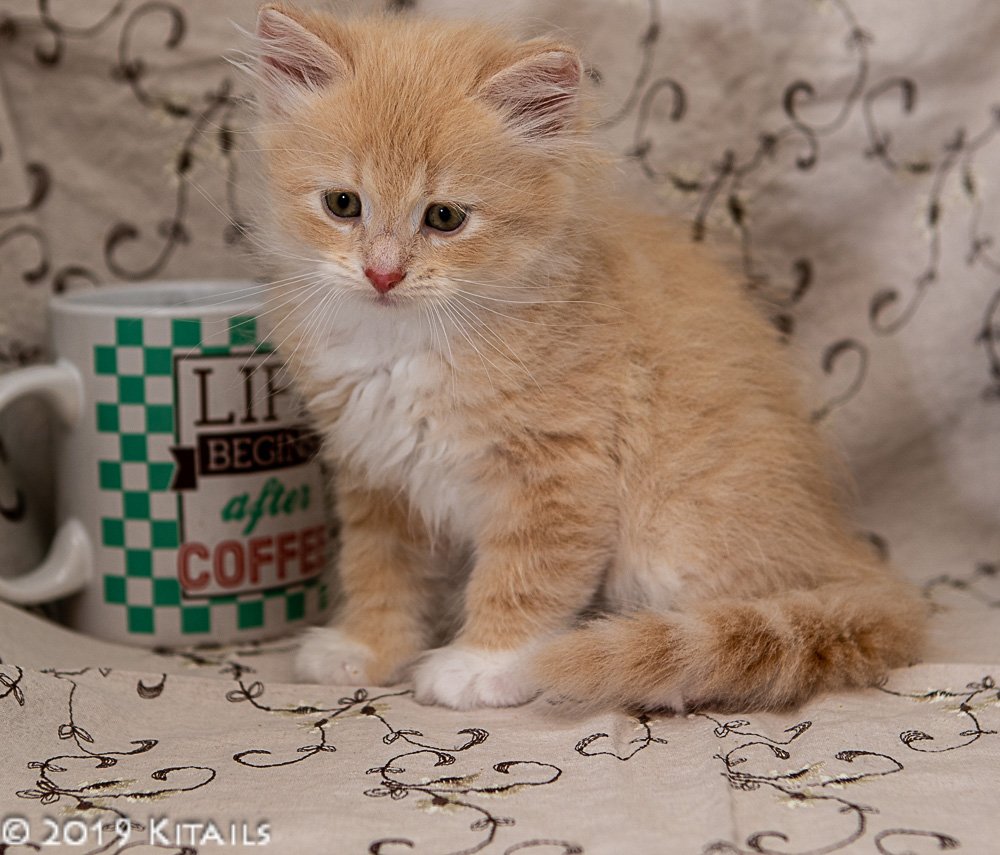 Coolatta Kitten