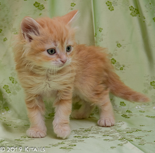 Kitails Siberians Bashful