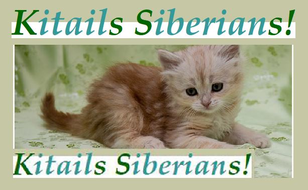 KItails Siberians Uxbridge, Ma Logo www.kitails.com