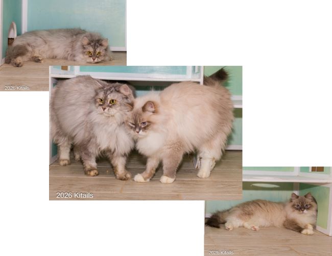 Kitails Siberinas Kitty and Sony